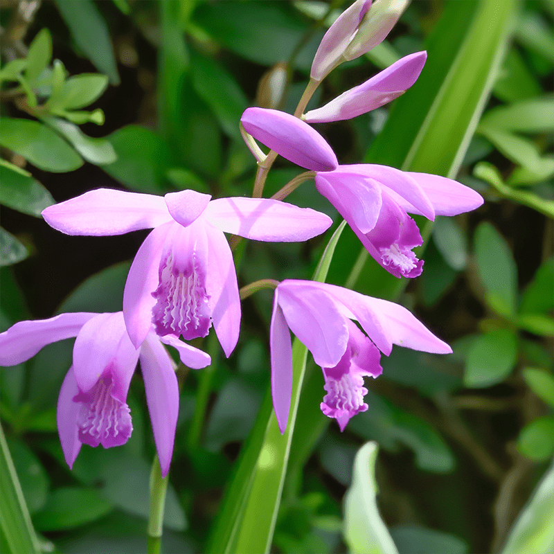 Bletilla-Flower