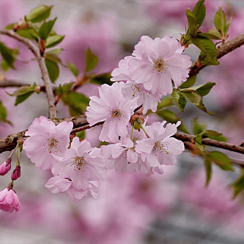Cherry-Blossom-Pink