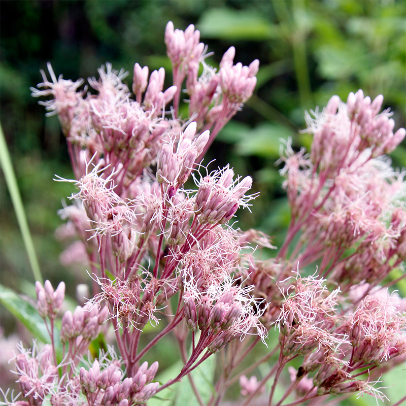 Joe-Pye-Weed
