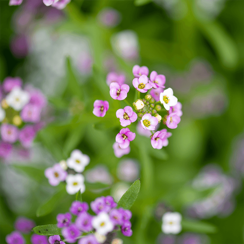Pink-Alyssum-Flower