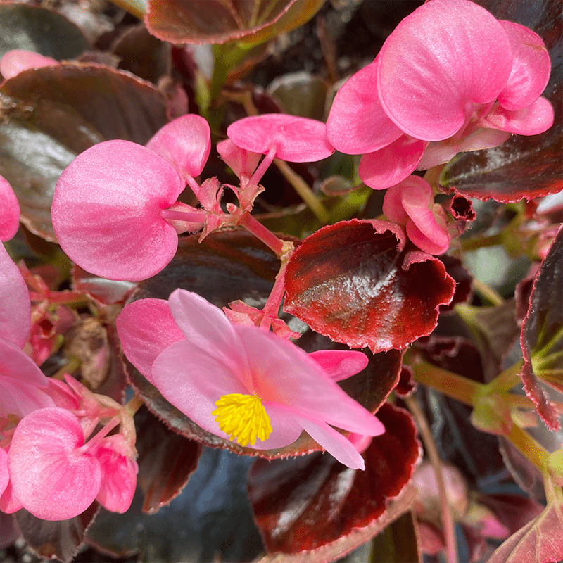 Pink-Begonia-Flowers