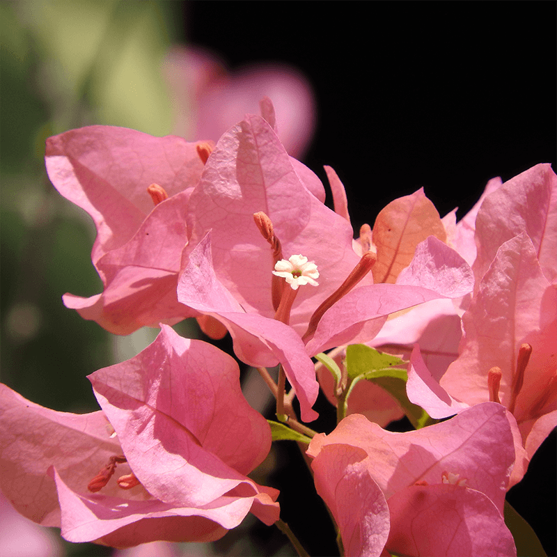 Pink-Bougainvillea