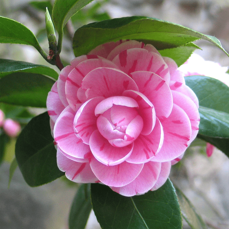 Pink-Camellia
