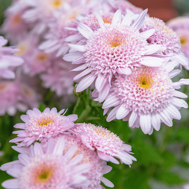Pink-Chrysanthemum