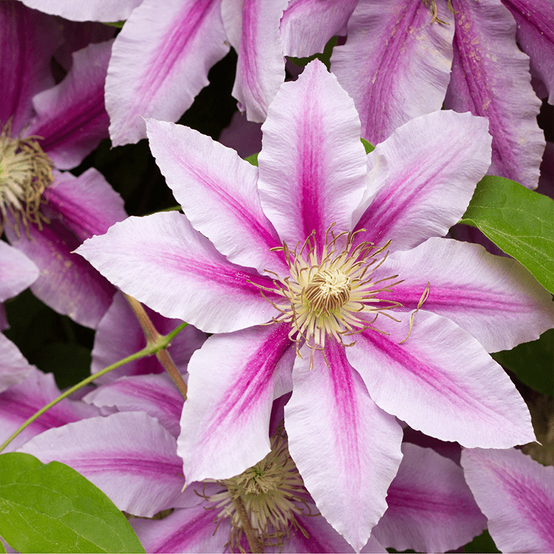 Pink-Clematis