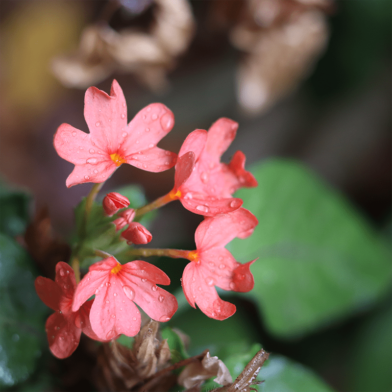 Pink-Firecracker-Flower