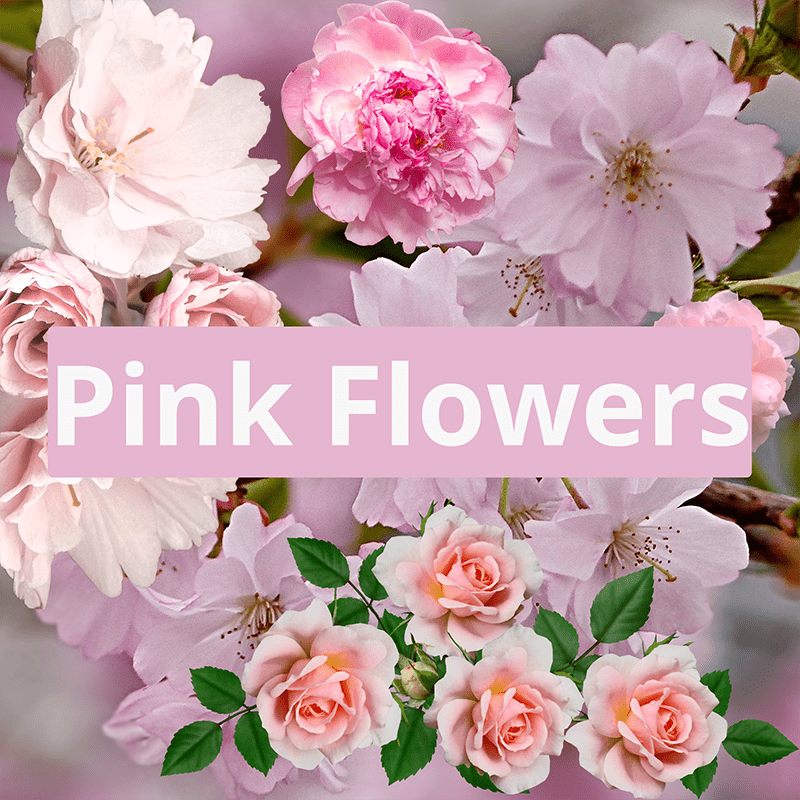 Pink-Flowers