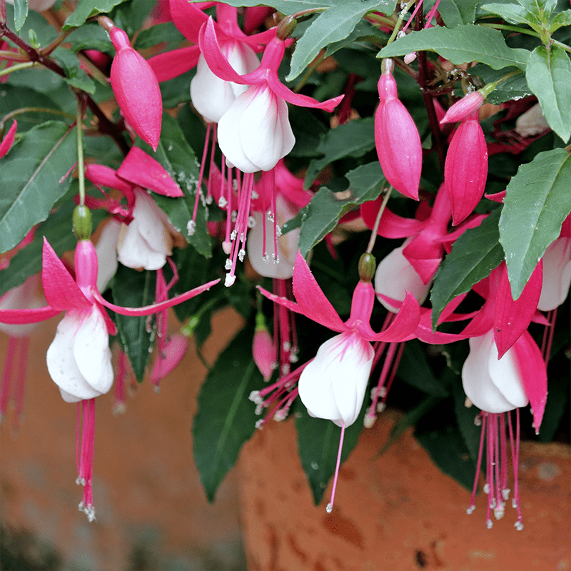 Pink-Fuchsia-Flower