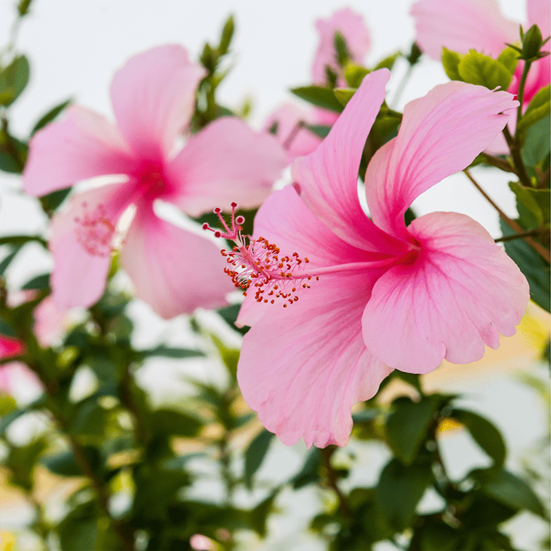 Pink-Hibiscus