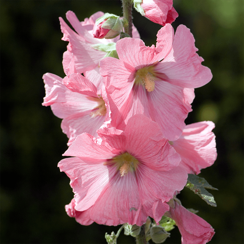 Pink-Hollyhock