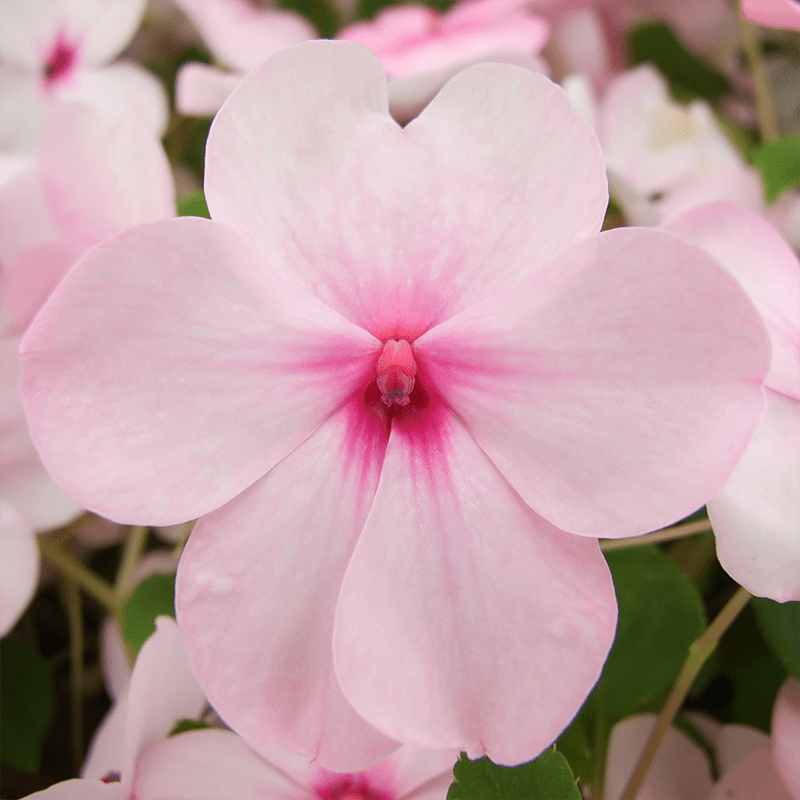 Pink-Impatiens