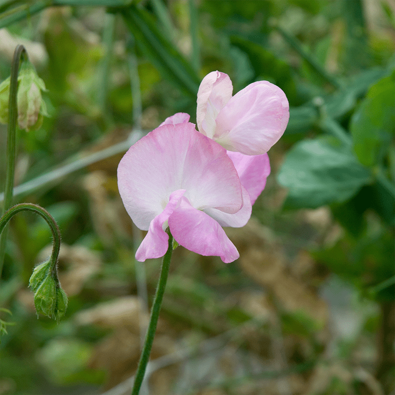 Pink-Lathyrus-Flowers