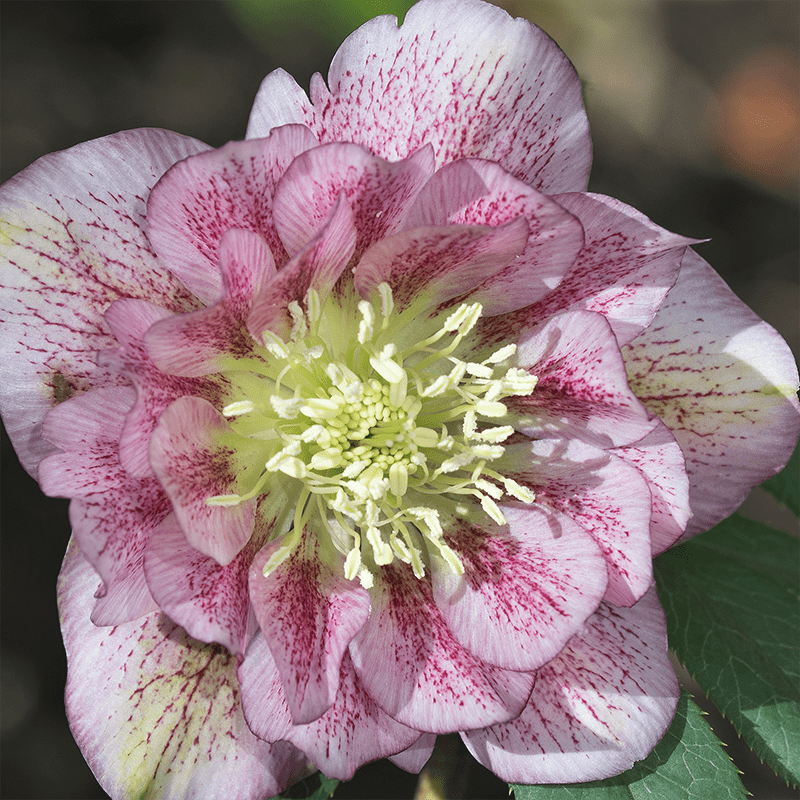 Pink-Lenten-Rose
