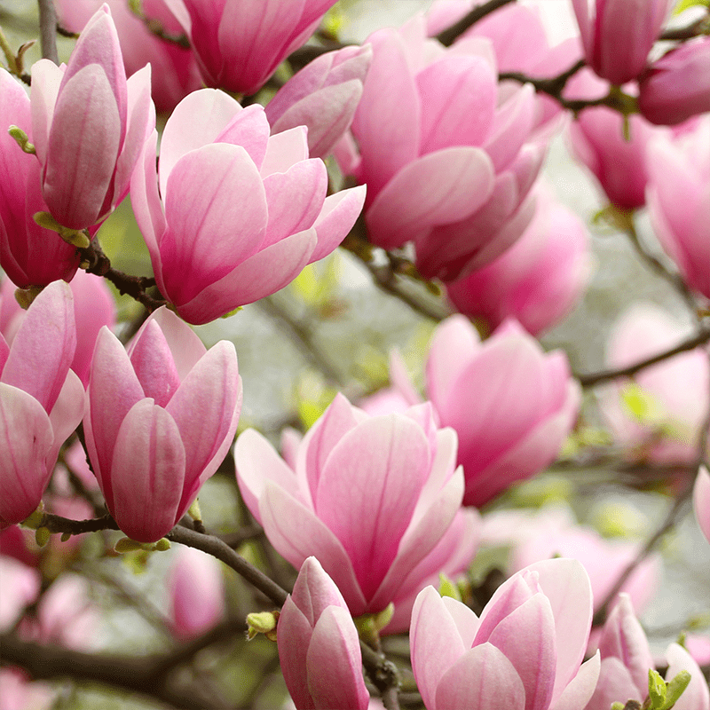 Pink-Magnolia-Flowers