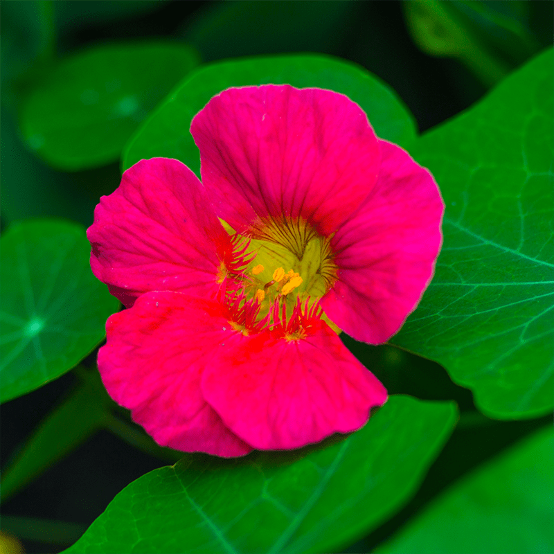 Pink-Nasturtium