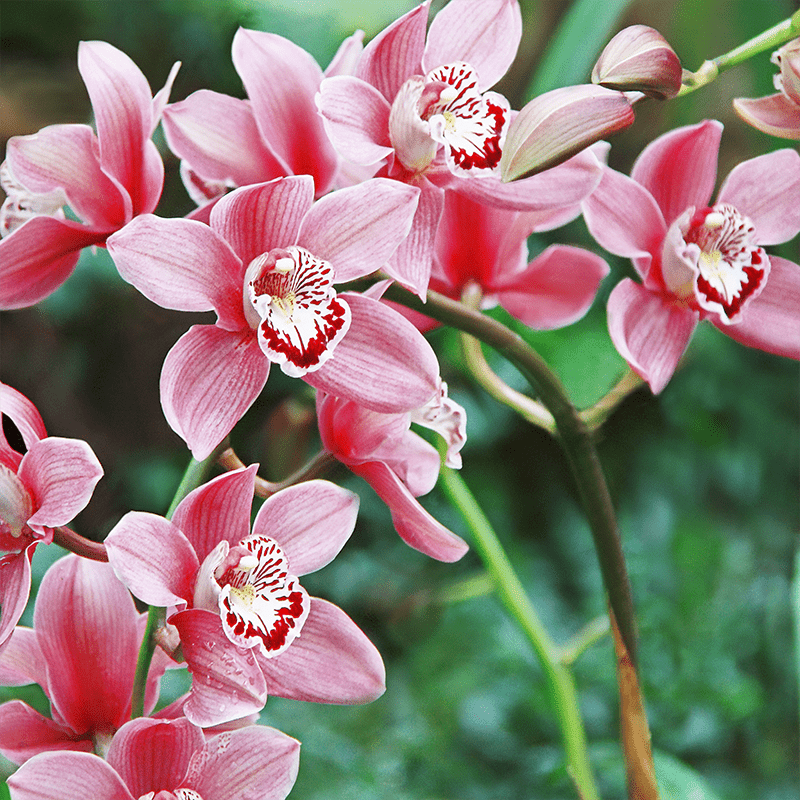 Pink-Orchids