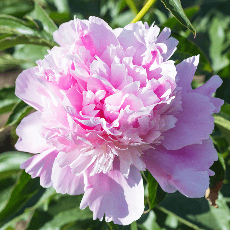 Pink-Peony