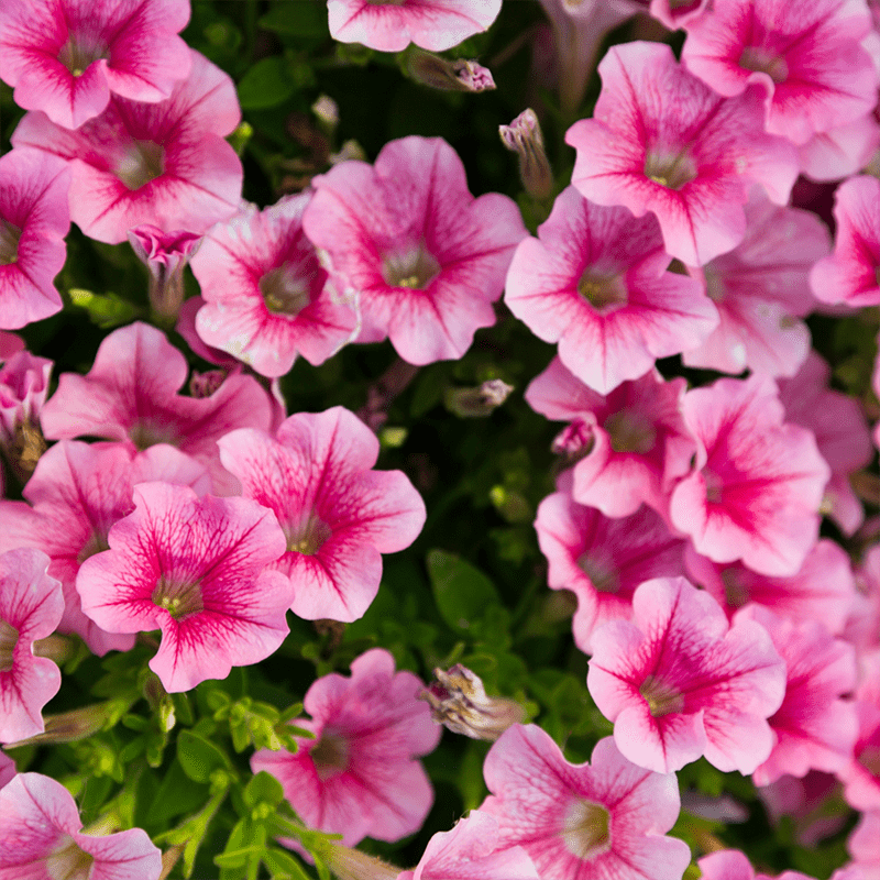Pink-Petunia