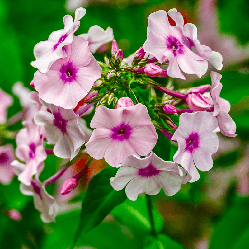 Pink-Phlox