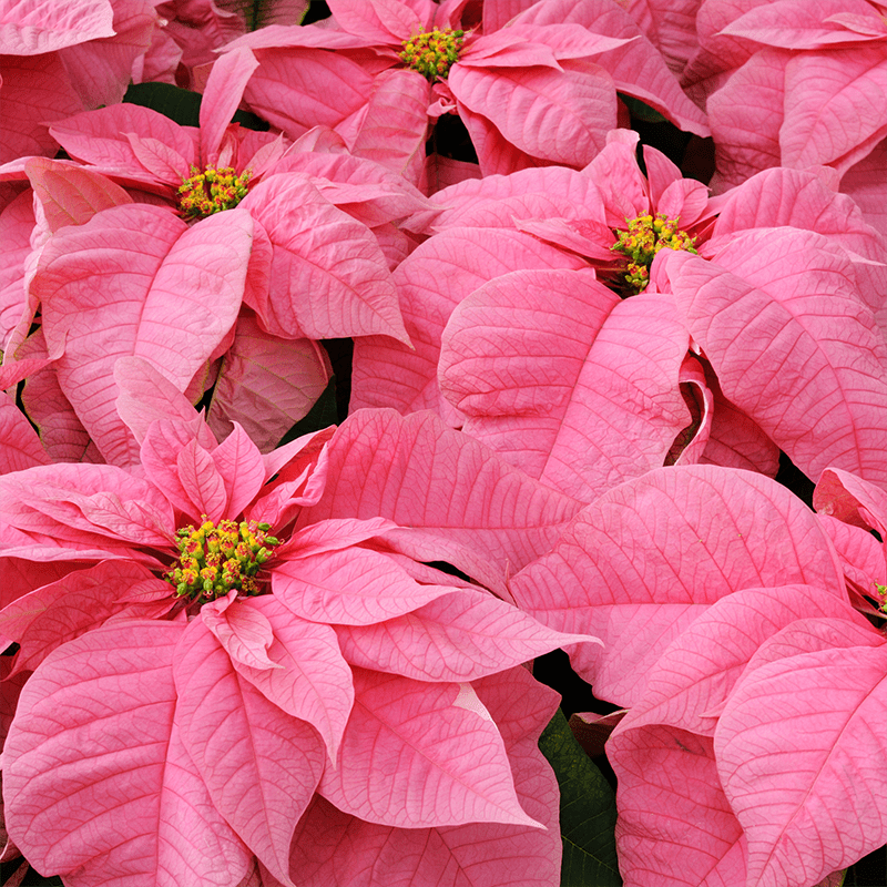 Pink-Poinsettia