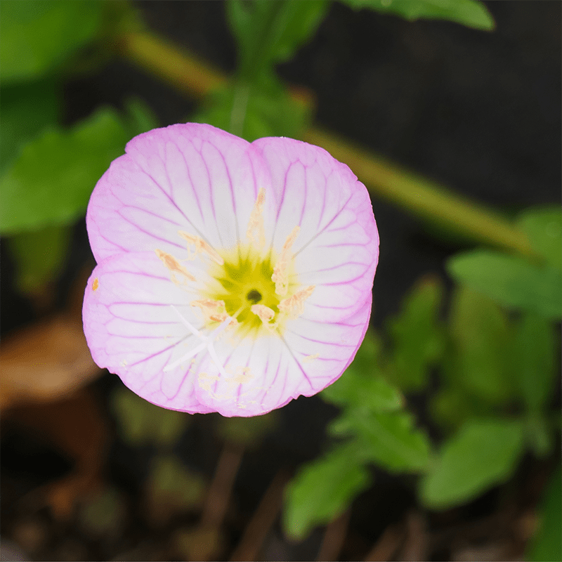 Pink-Primrose-Flowers