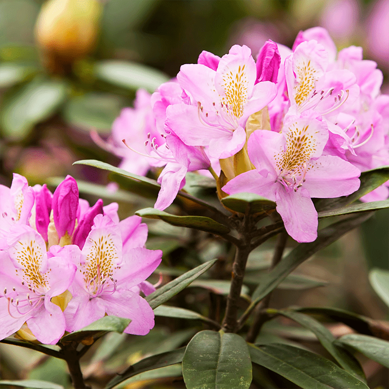 Pink-Rhododendron