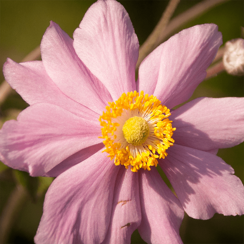 Pink-Rue-Anemone