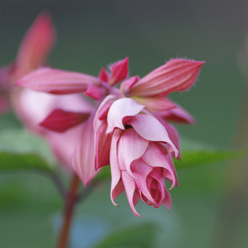 Pink-Salvia