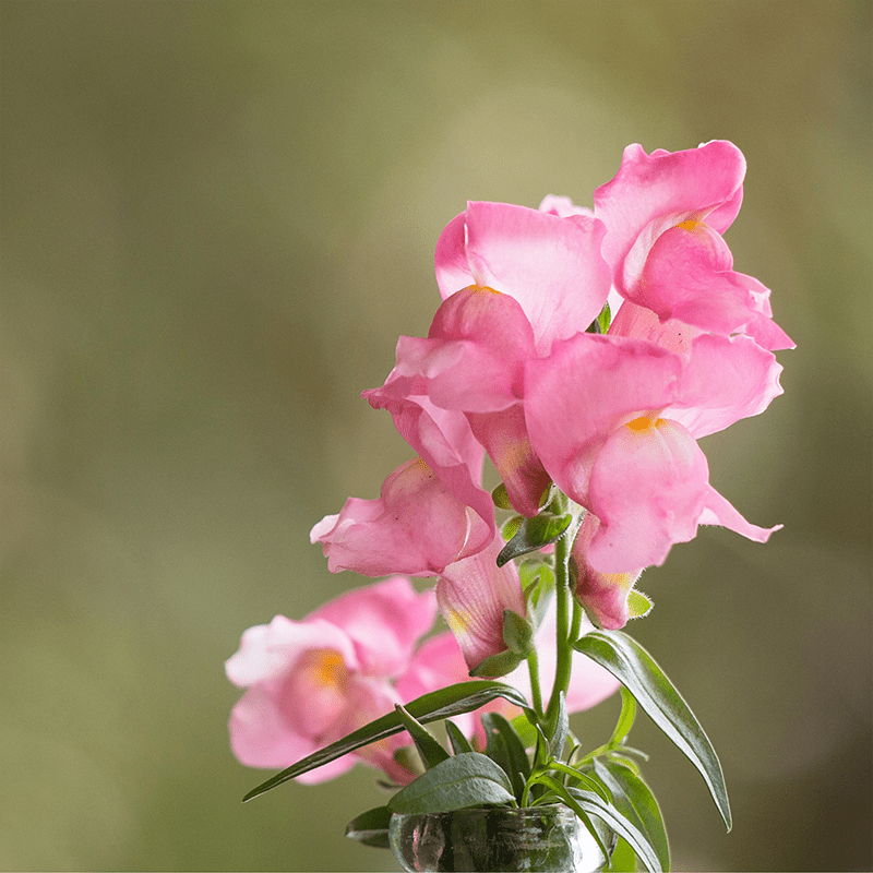 Pink-Snapdragon