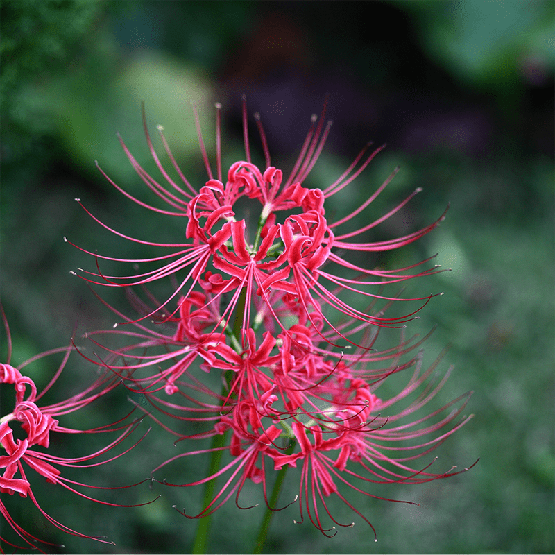 Pink-Spider-Lily-Flowers