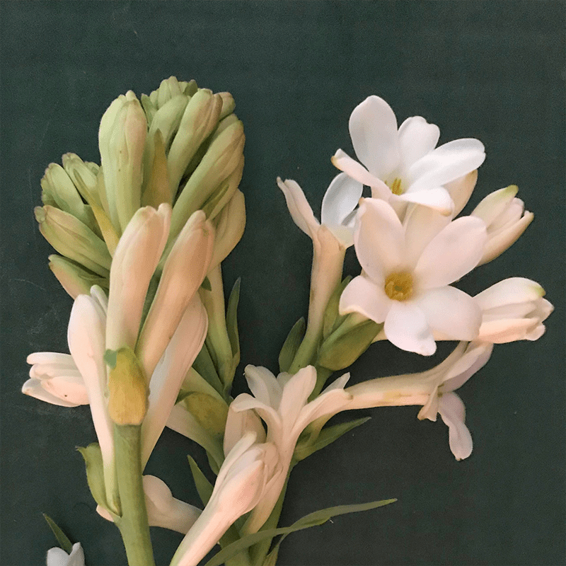 Pink-Tuberose