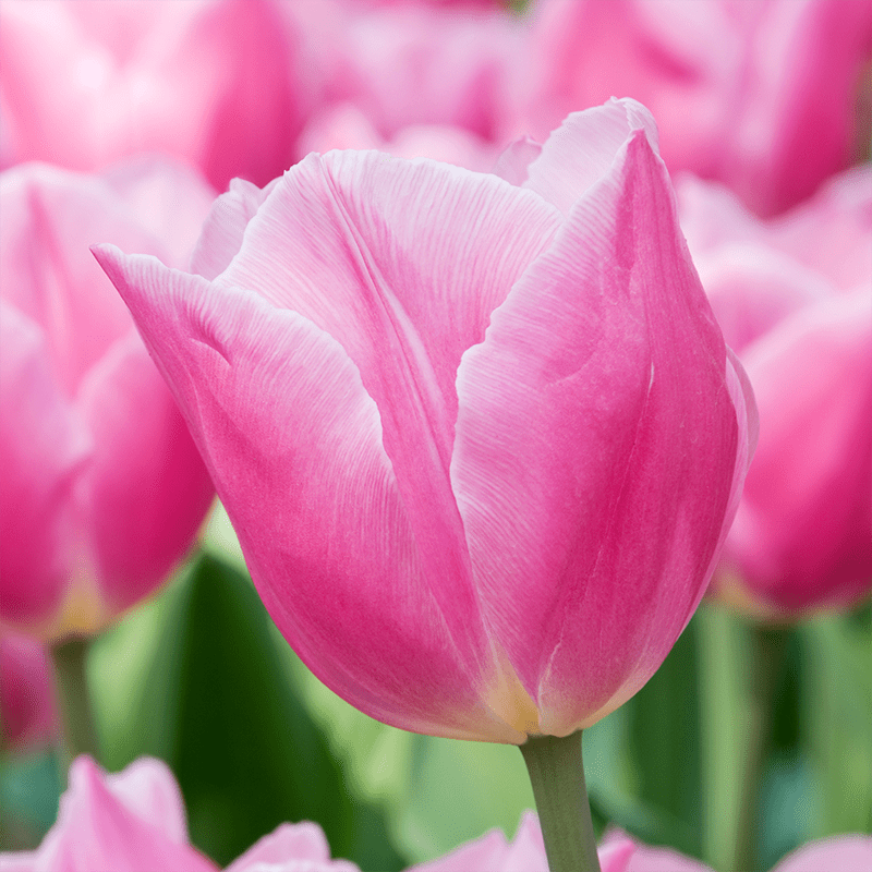 Pink-Tulip