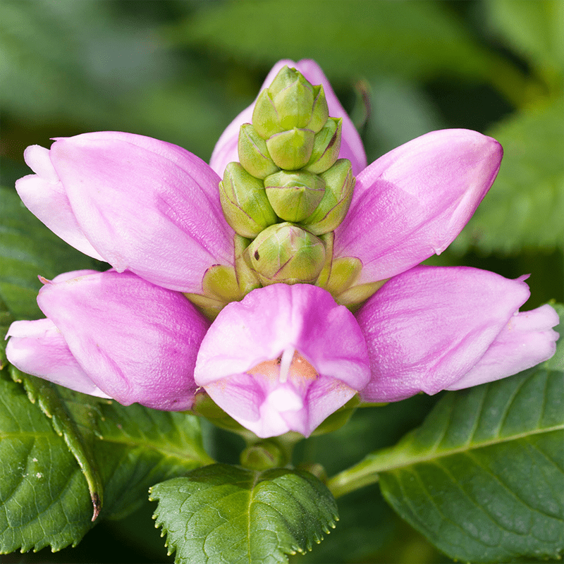 Pink-Turtlehead-Flowers