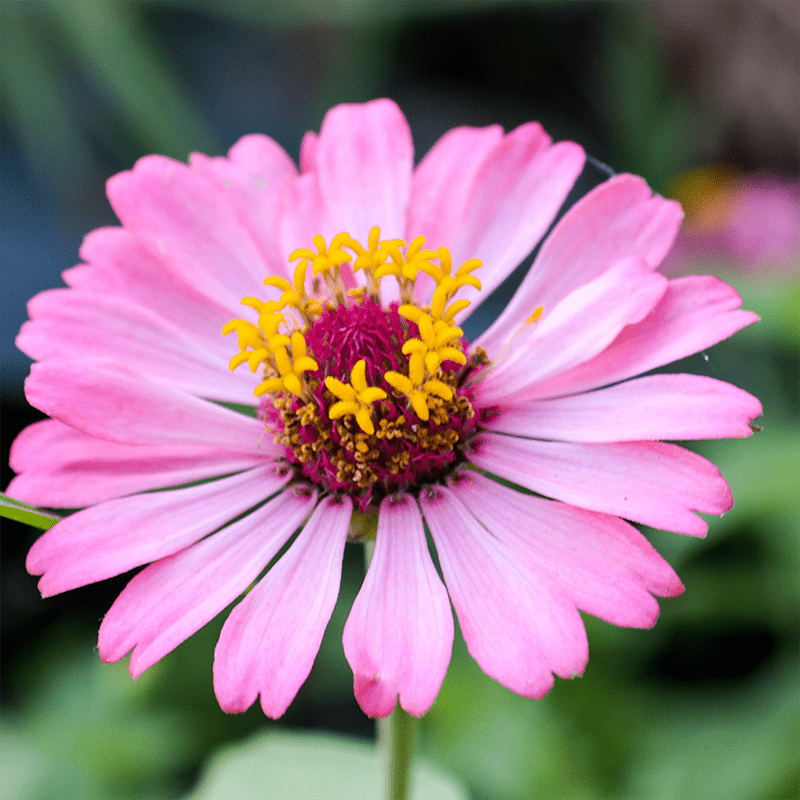 Pink-Zinnia-Flower