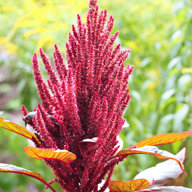 Red Amaranthus