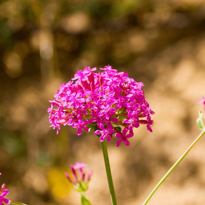 Red-Armeria-Flower