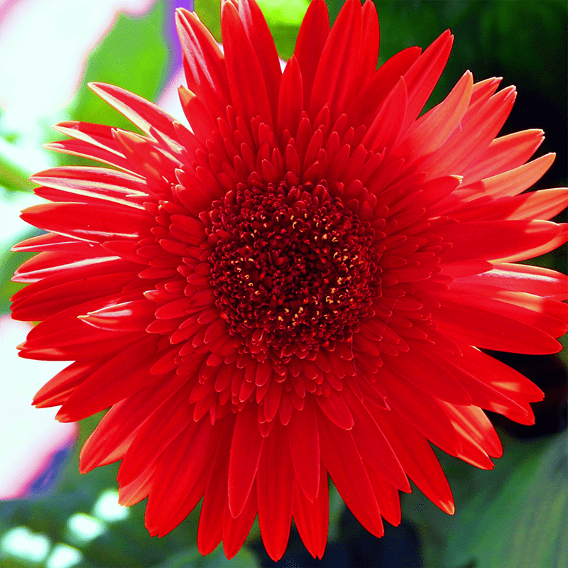 Red-Aster-Flower