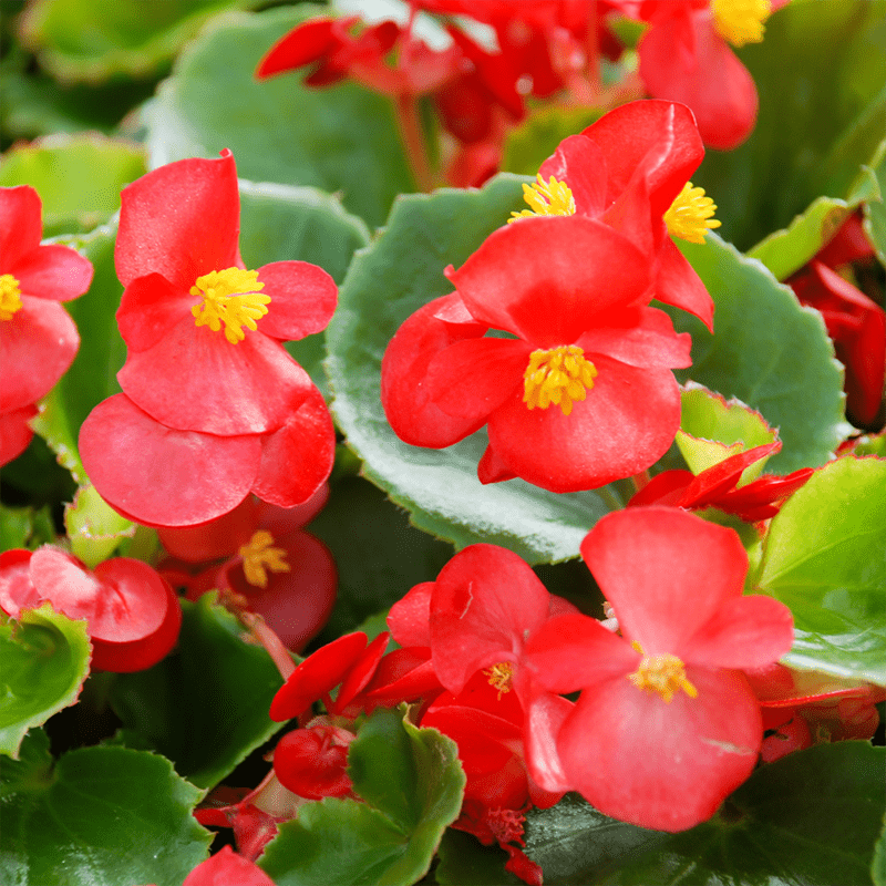 Red-Begonia
