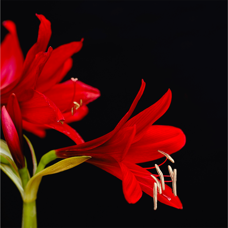 Red-Belladonna-lily