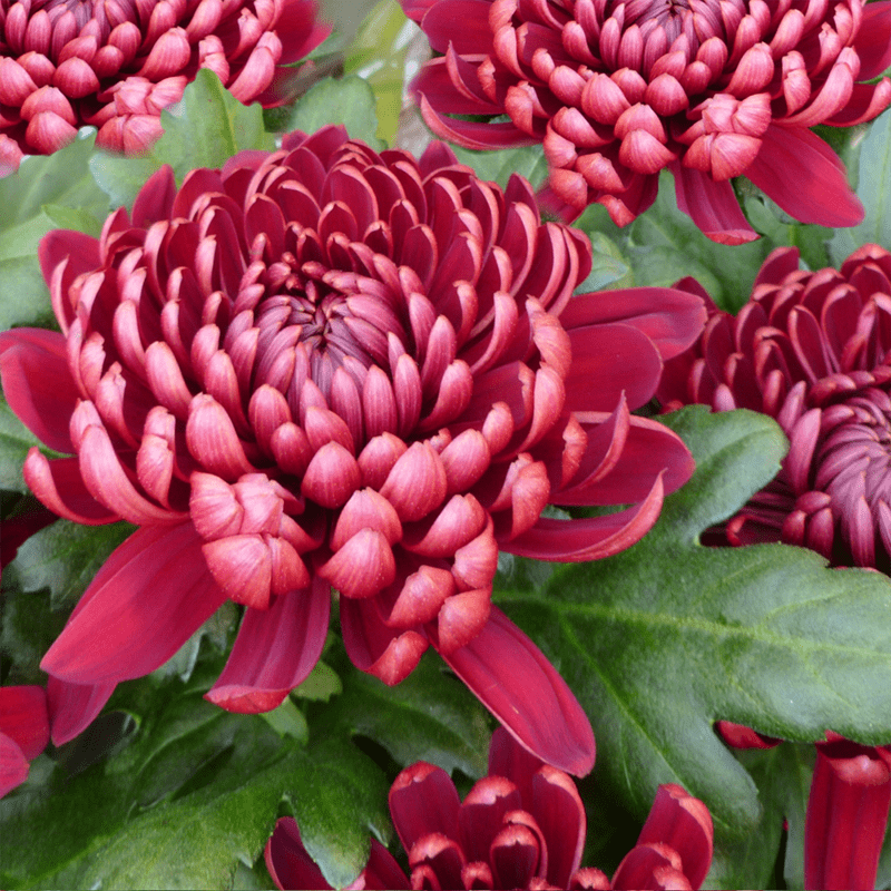 Red-Chrysanthemum