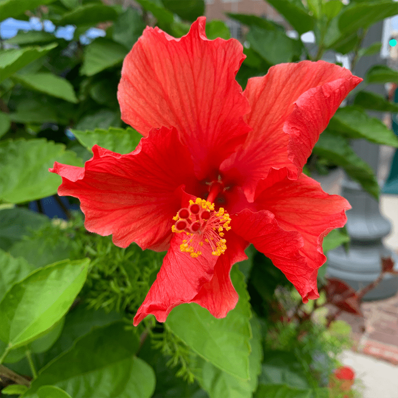 Red-Hibiscus-Flower
