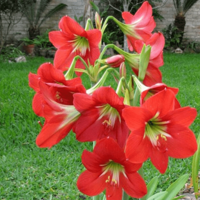Red-Lilies