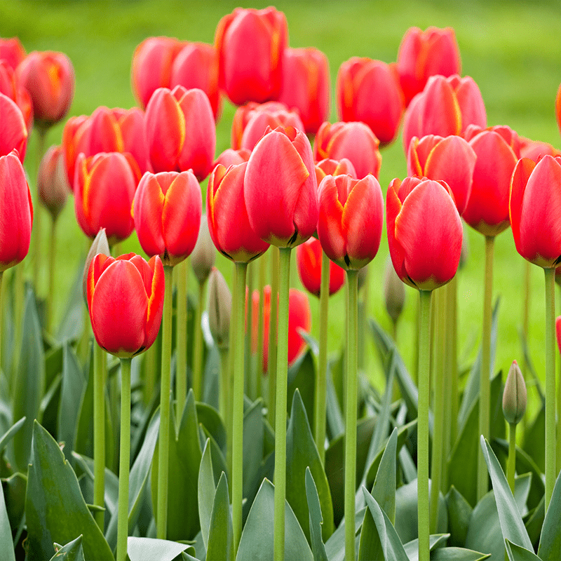 Red-Tulips