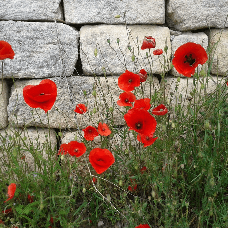 Red-poppies