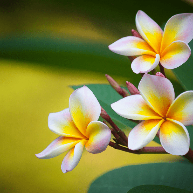  plumeria-symbolic-meaning-of-a-flower-