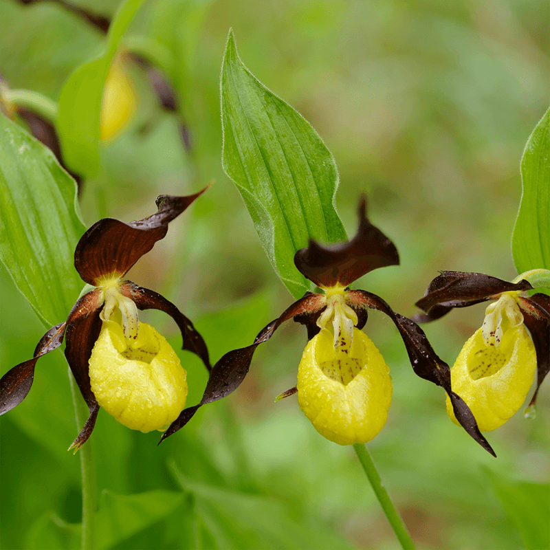 lady-slipper-orchid-symbolic-meaning-of-a-flower
