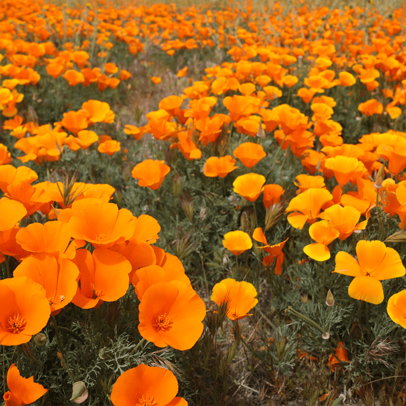 symbolic-meaning-of-a-flower