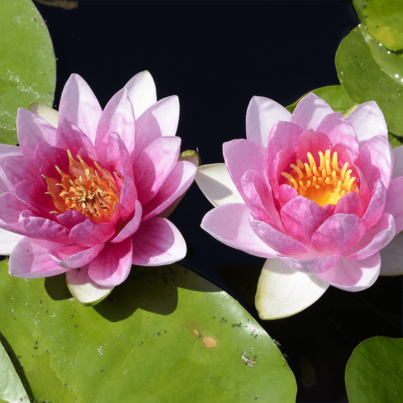 pink-lotus-symbolic-meaning-of-a-flower