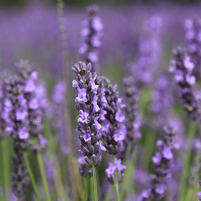 lavender-symbolic-meaning-of-a-flower