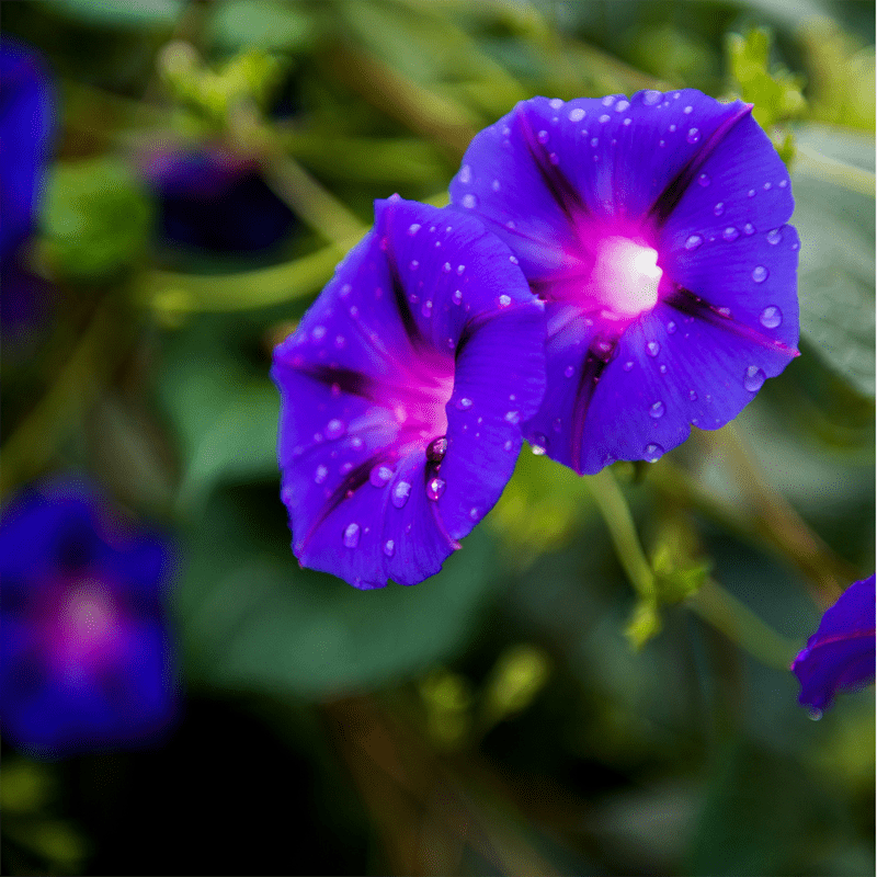 morning-glory-symbolic-meaning-of-a-flower